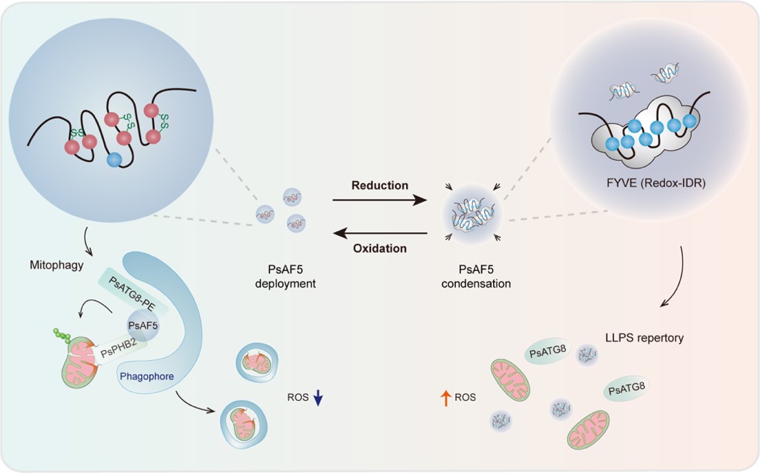 我院作物疫霉功能基因研究与利用团队在疫霉菌维持细胞氧化还原稳态研究中取得新进展